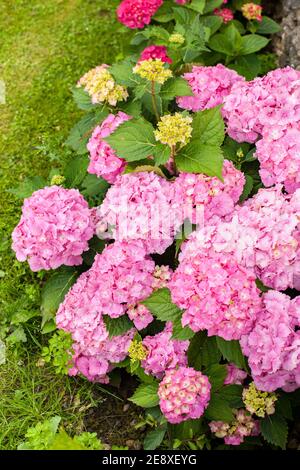 small hydrangea bush with pink flowers in summer Stock Photo
