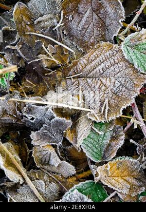 Frost covered dead leaves and brambles Stock Photo