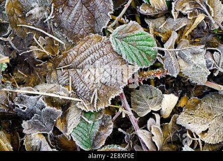 Frost covered dead leaves and brambles Stock Photo