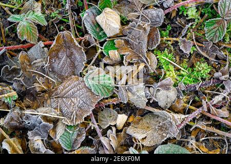 Frost covered dead leaves and brambles Stock Photo
