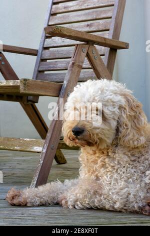 Gorgeous 'Apricot' coloured Labradoodle dog lying down on decking next to a wooden chair Stock Photo
