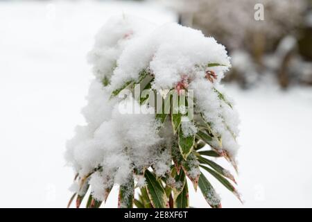 close up of green plant budding outside in winter covered in snow after a storm of heavy snow in winter Stock Photo