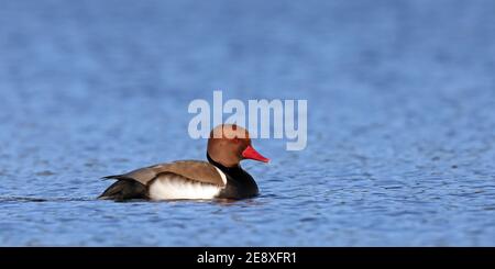 Red-crested pochard male swimming Stock Photo