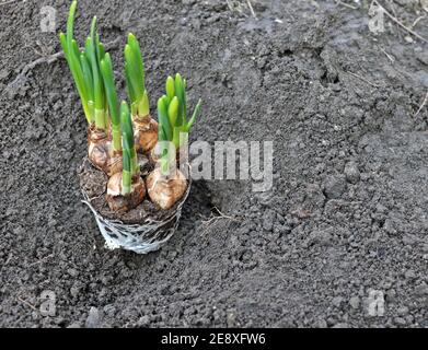 Top view of young daffodil (Narcissus) flower plant bulbs preparing to be transplanted into garden soil. Copy space text Stock Photo