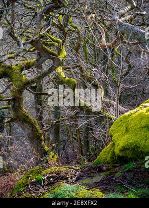 Twisted trees growing in dense woodland with moss covered rock in foreground. Stock Photo