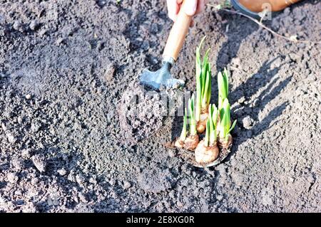 Top view of flower bulbs of daffodil young plant in the garden soil. Stock Photo