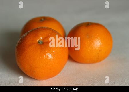 Malta is citrus fruit grown in India. It is commonly called as sangtra. The juicy vesicles or pieces inside the fruit are tightly packed not easily se Stock Photo