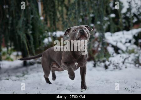 Posing English Staffordshire Bull Terrier with Paw Up in Snowy Garden. Adorable Staff Bull Dog during Winter Day. Stock Photo