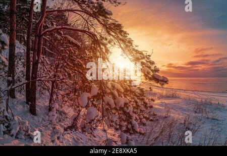 View of sunset over winter landscape with sea and covered in snow pine trees against dramatic evening light. Snowy sea coast. Stock Photo