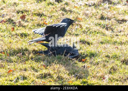 Killearn, Stirling, Scotland, UK. 1st Feb, 2021. Two jackdaws fighting, with the dominant bird pinning the loser on the ground. Despite looking dead it eventually managed to fly off Credit: Kay Roxby/Alamy Live News Stock Photo