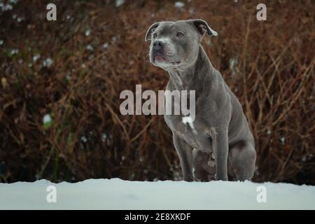 Sitting Staffordshire Bull Terrier in Snowy Garden. Winter Staff Bull Dog Looks at the Nature. Stock Photo