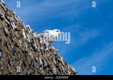 Looking up at a seagull perched on an old stone wall with a blue sky behind Stock Photo