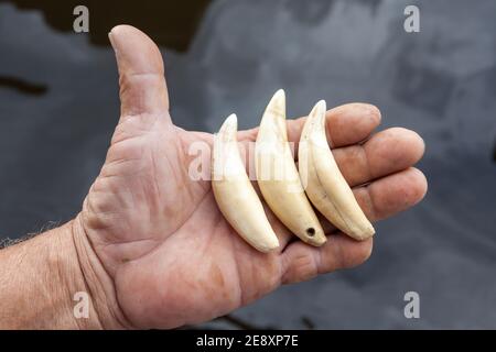 Close up of hunter man hand holding jaguar teeth that he killed. Illegal trafficking of Panthera onca fangs in the Amazon supplies the black market. Stock Photo