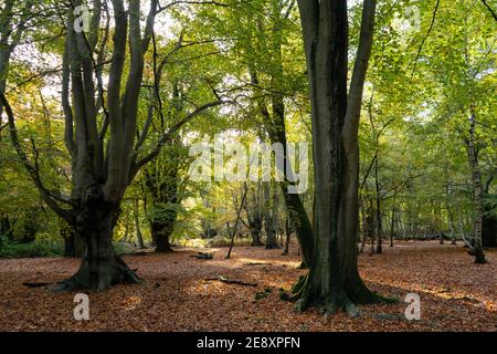 Two Beech trees in foreground on a sunny autumn day, golden red and yellow beautiful leaves on forest ground green leaves still on tree Stock Photo