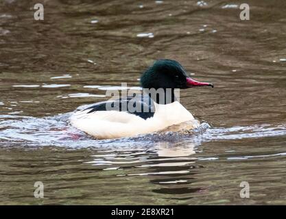 Male Goosander ( Mergus Merganser) swimming in the River Almond, West Lothian, Scotland. Stock Photo