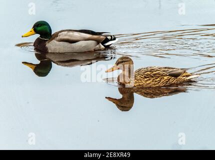 Drake and Hen Mallard Ducks on the River Almond, West Lothian, Scotland, UK. Stock Photo