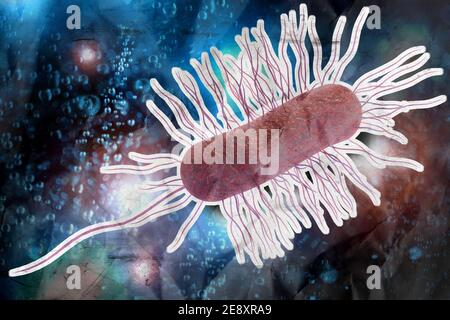 Illustration of the Escherichia coli, or E. coli bacteria. E. coli is a ...