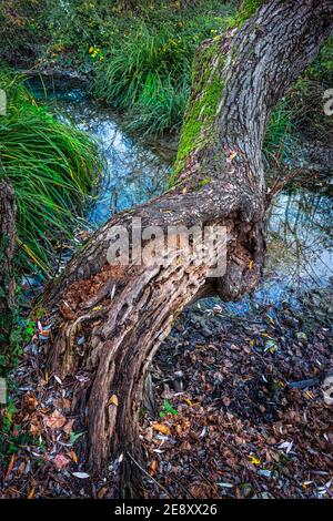 Old tree trunk that acts as a bridge between two banks of a stream. Stock Photo