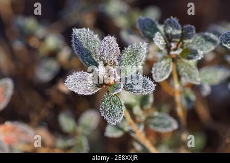 Azalea (Rhododendron section Tsutsusi. Subgenus Azaleastrum) with frost on the leaves in the winter in a Dutch garden. Selective focus, Ice crystals, Stock Photo
