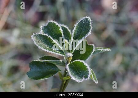 Evergreen spindle, Japanese spindle (Euonymus japonicus) with frost on the leaves in the winter in a Dutch garden. Selective focus, Ice crystals, Stock Photo