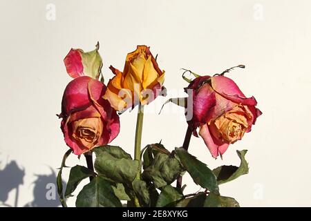 Three withered red, orange roses on a white background. January, Netherlands. Stock Photo