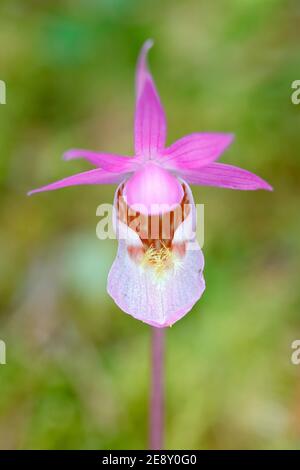 Art view on nature, orchid in the forest. Calypso bulbosa, beautiful pink orchid, Finland. Detail of bloom from Europe. Stock Photo