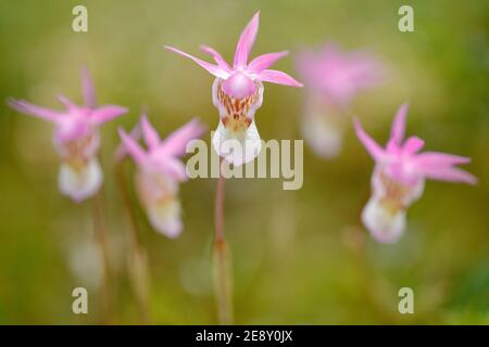 Art view on nature, orchid in the forest. Calypso bulbosa, beautiful pink orchid, Finland. Detail of bloom from Europe. Stock Photo