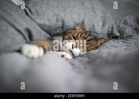 tabby white cat sleeping covered with gray cushions and copy space Stock Photo