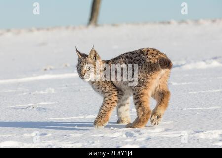 Eurasian lynx, a cub of a wild cat in the snow. Beautiful young lynx in the wild winter nature. Cute baby lynx walks on a meadow in winter, cold condi Stock Photo