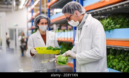 Workers with face mask on aquaponic farm, sustainable business and coronavirus. Stock Photo