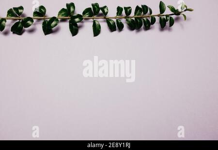 Multiple green leaves on twigs Stock Photo