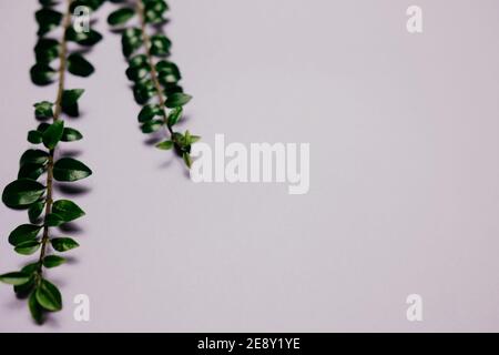 Multiple green leaves on twigs Stock Photo