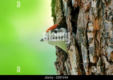 Face portrait of Woodpecker with red cap in nesting hole. Great Spotted Woodpecker, detail close-up portrait of bird, black and white animal, Czech Re Stock Photo