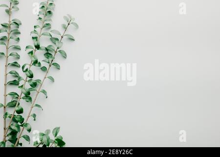Multiple green leaves on twigs Stock Photo