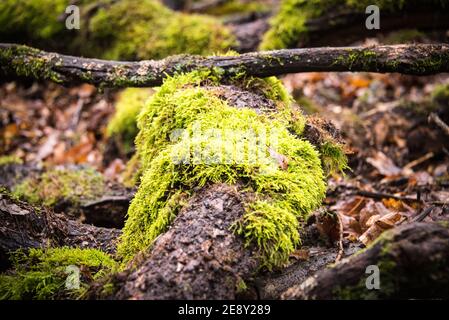 Moss on a fallen branch of wood. Stock Photo