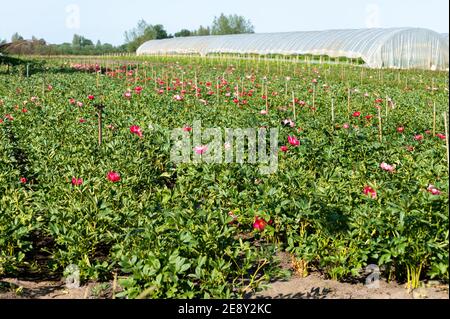 Blossom of pink peony flowers on farm field in Netherlands in sunny day Stock Photo