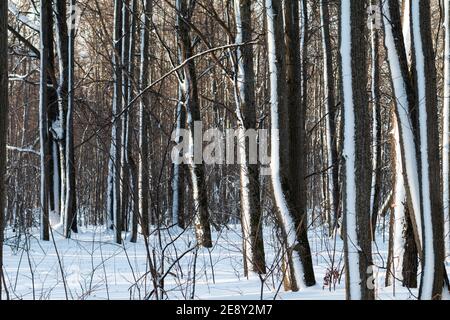 light and shadow in the snowy forest with thin trees Stock Photo