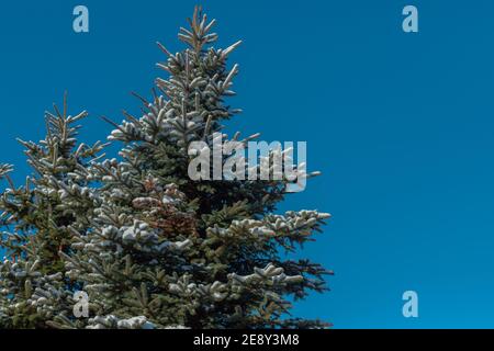 The tops of snow-covered spruce trees against the blue sky. Winter sunny day in Masovia, Poland. Stock Photo