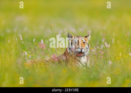 Amur tiger hunting in green white cotton grass. Dangerous animal, taiga,  Russia. Big cat sitting in environment. Wild cat in wildlife nature.  Siberian tiger in nature forest habitat, foggy morning. Stock Photo