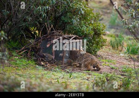LINCE IBÉRICO -  IBERIAN LYNX (Lynx pardinus), capturando un conejo en un cercado de alimentación suplementaria, Parque Natural Sierra de Andújar, Jae Stock Photo