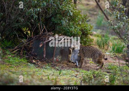 LINCE IBÉRICO -  IBERIAN LYNX (Lynx pardinus), capturando un conejo en un cercado de alimentación suplementaria, Parque Natural Sierra de Andújar, Jae Stock Photo