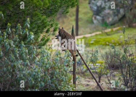 LINCE IBÉRICO (Lynx pardinus), capturando un conejo en un cercado de alimentación suplementaria, Parque Natural Sierra de Andújar, Jaen, Andalucía, Es Stock Photo