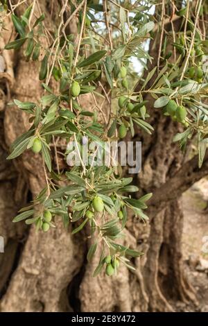 Close-up of the olive tree branch with green olives and leaves Stock Photo