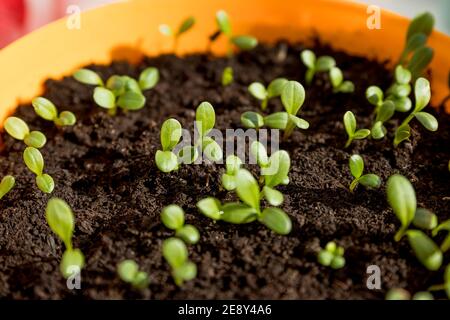 cucumber seedling sprouts in the container ready for plant. Young green plants sprouts in the balcony vegetable garden.Seedlings,greenhouse, farm Stock Photo
