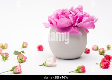 pink peony flower in porcelain vase near tea roses on white Stock Photo