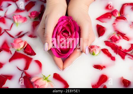 cropped view of woman holding pink flower near roses in milky water Stock Photo