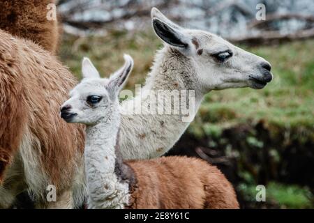 Llamas Alpaca in Andes Mountains, South America, Ecuador Stock Photo