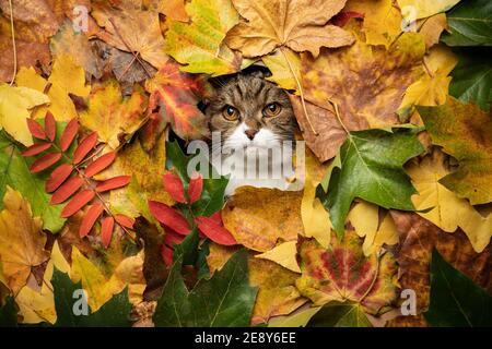 tabby white cat looking through hole in colorful autumn leaves foliage Stock Photo