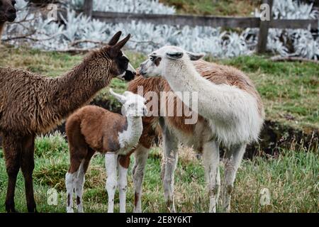 Llamas Alpaca in Andes Mountains, South America, Ecuador Stock Photo