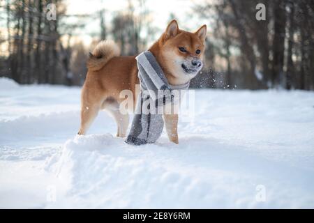 snow red shiba inu winter set Stock Photo